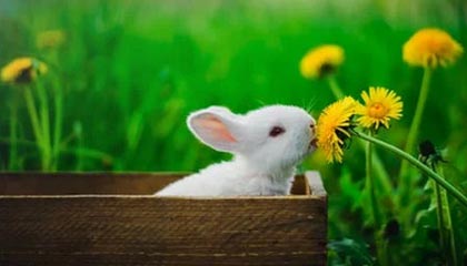 开云体育官网上-巨星对决：梅西、C罗在赛场上的巅峰之战，c罗梅西对战比赛视频