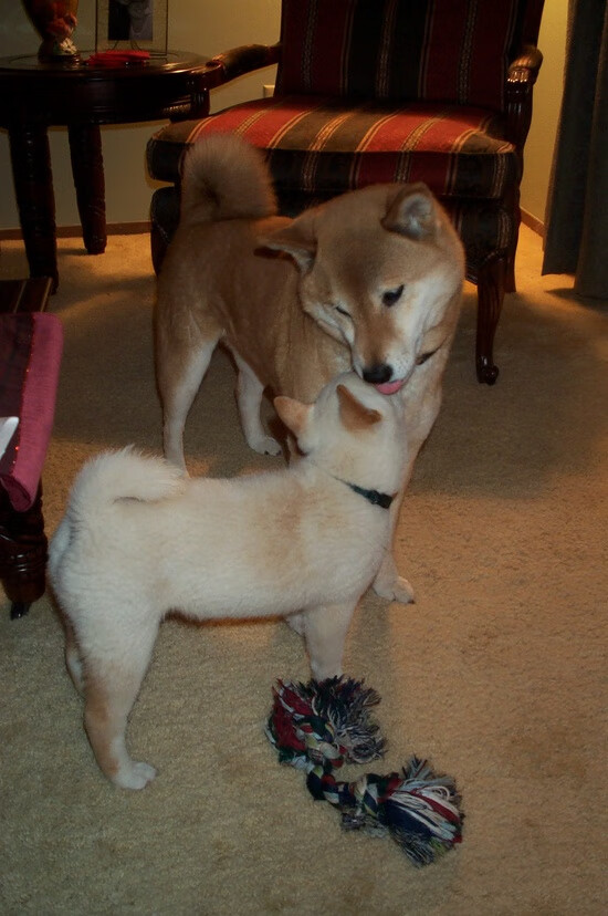 博卡难以摆脱拜仁的前场压制,博卡的主场在哪