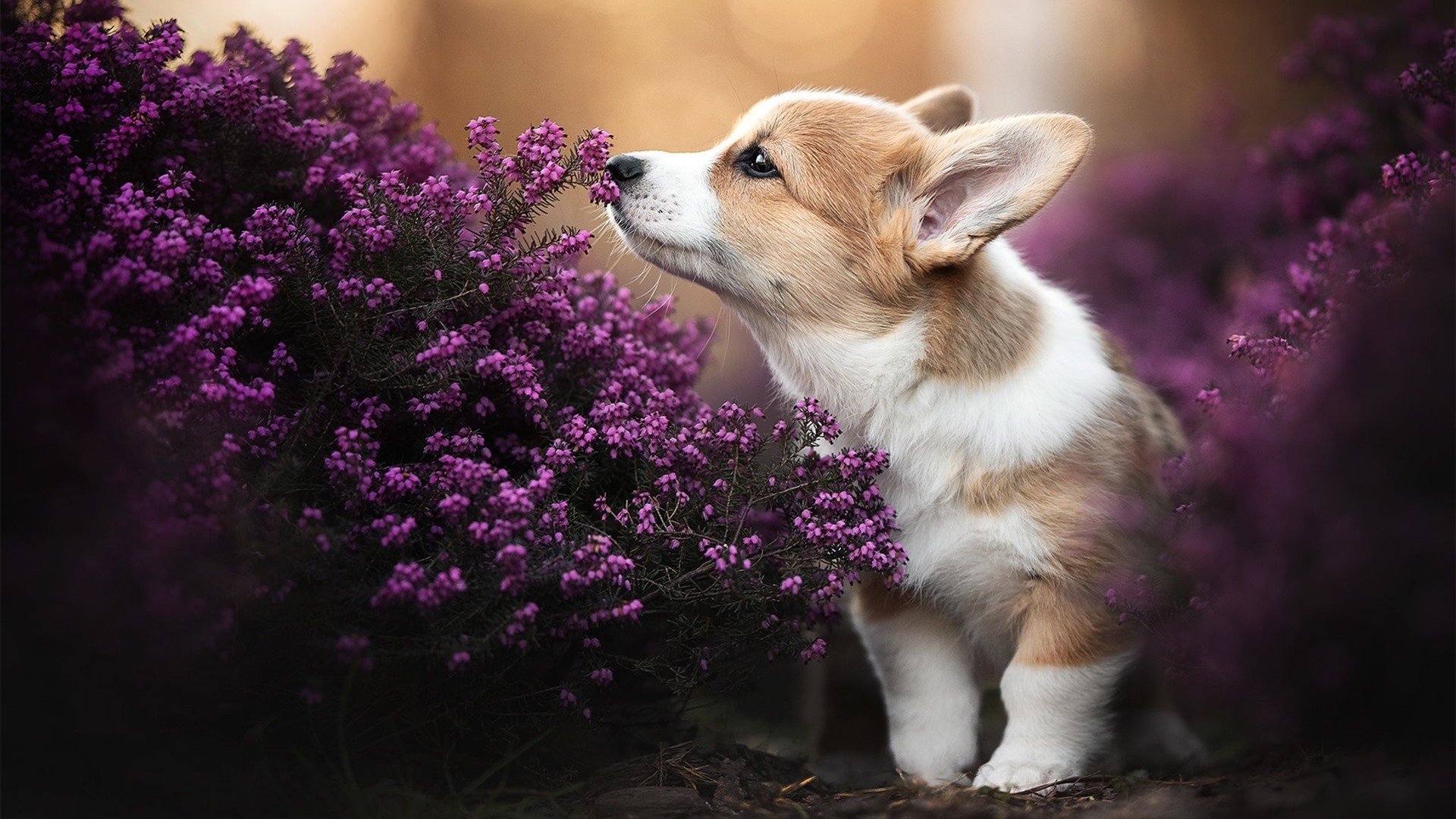 开云体育app注册-广东男篮备战季后赛训练强度明显加大，广东男篮赛后新闻发布会