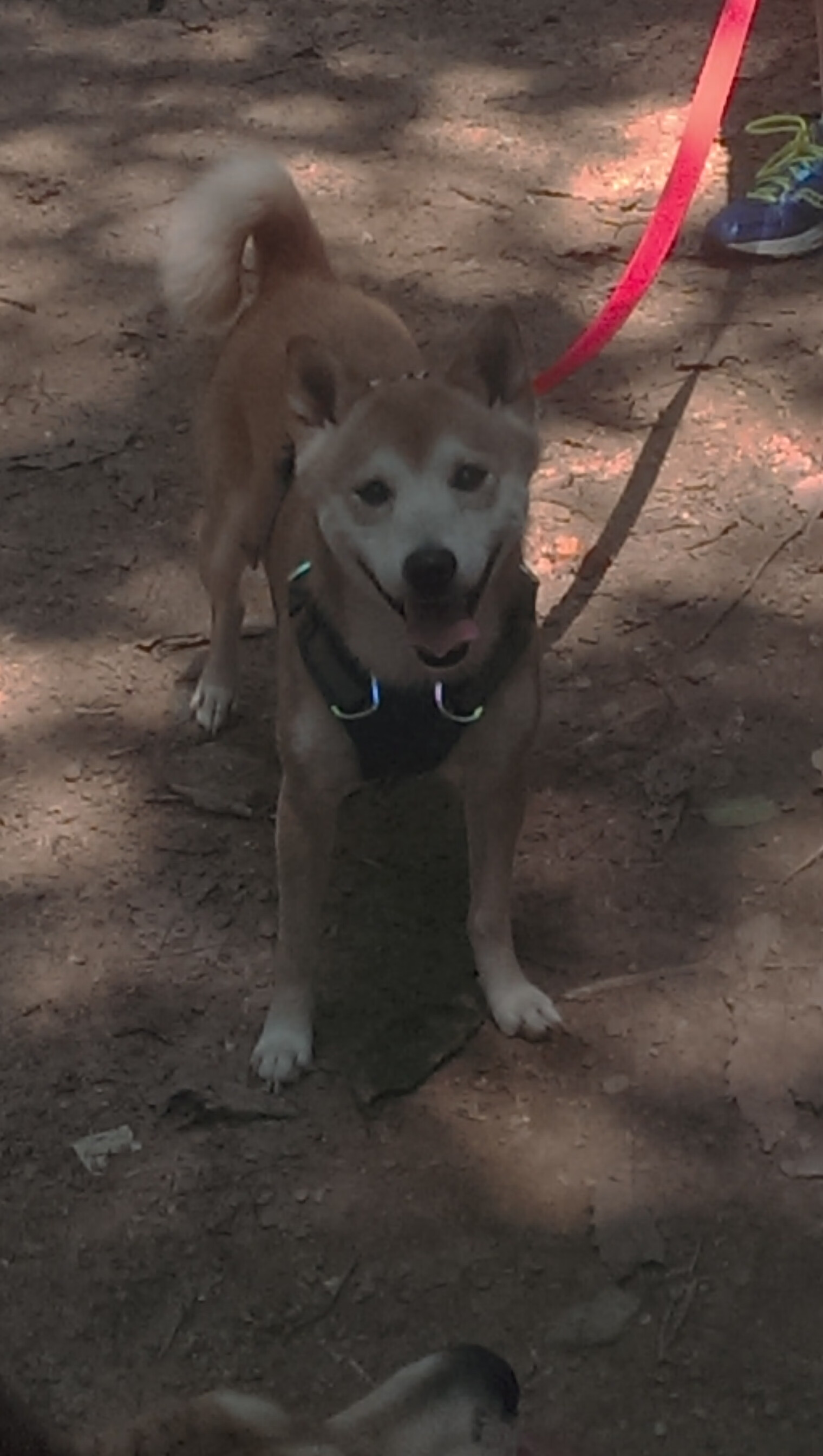 开云体育链接-未来突破：Chinese Taipei团队如何向国际顶尖挑战，china taipei