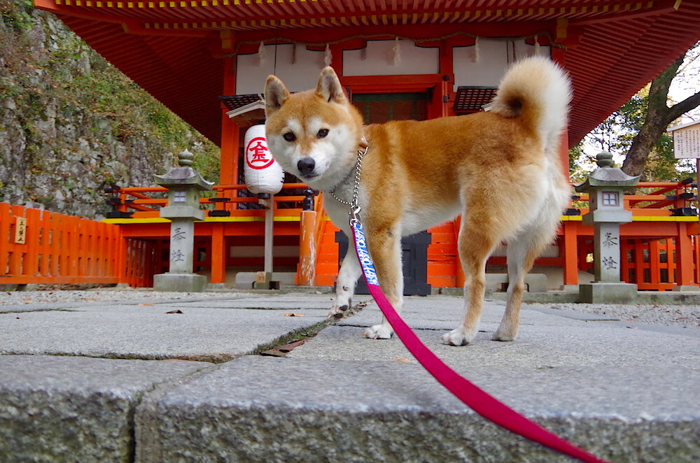 开云官网-节奏型后卫是否更适合季后赛舞台，节奏型控卫的球鞋
