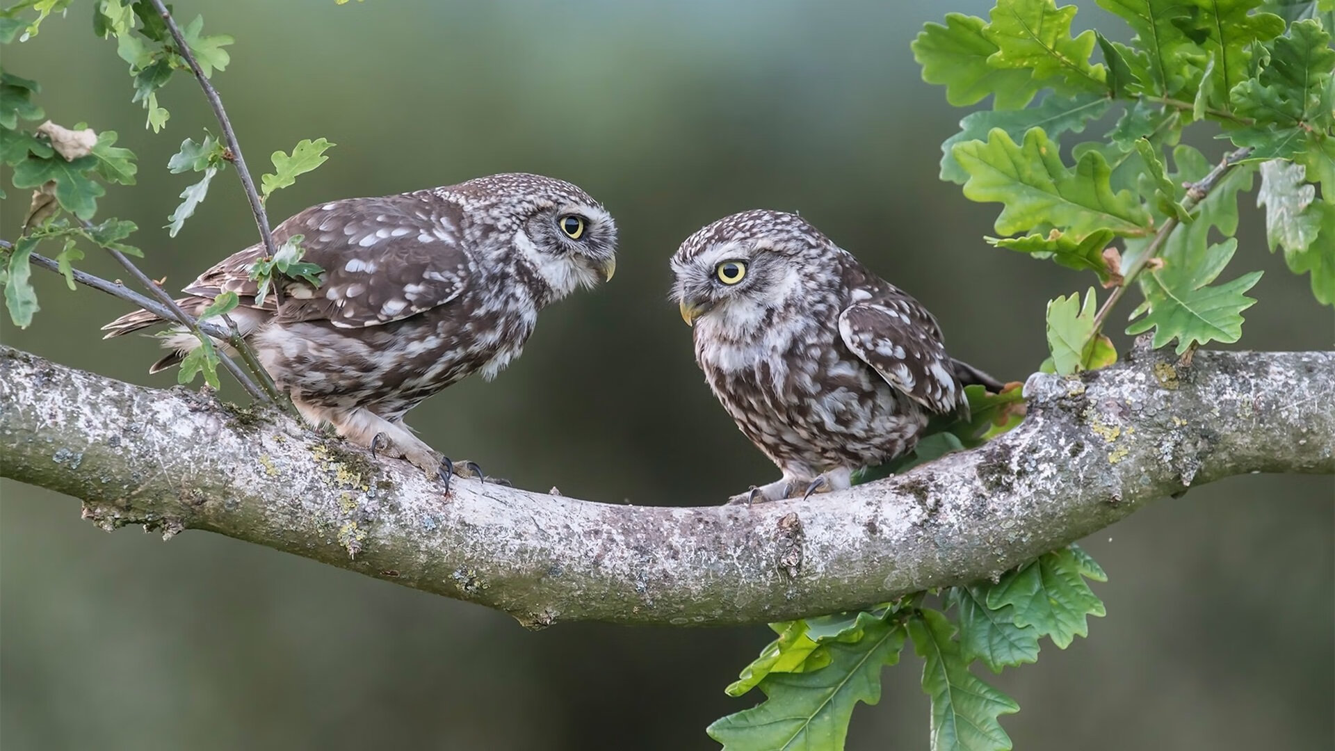 澳大利亚袋鼠队的战略支柱：戴维·帕特森 (David Patterson)，袋鼠在澳大利亚的现状