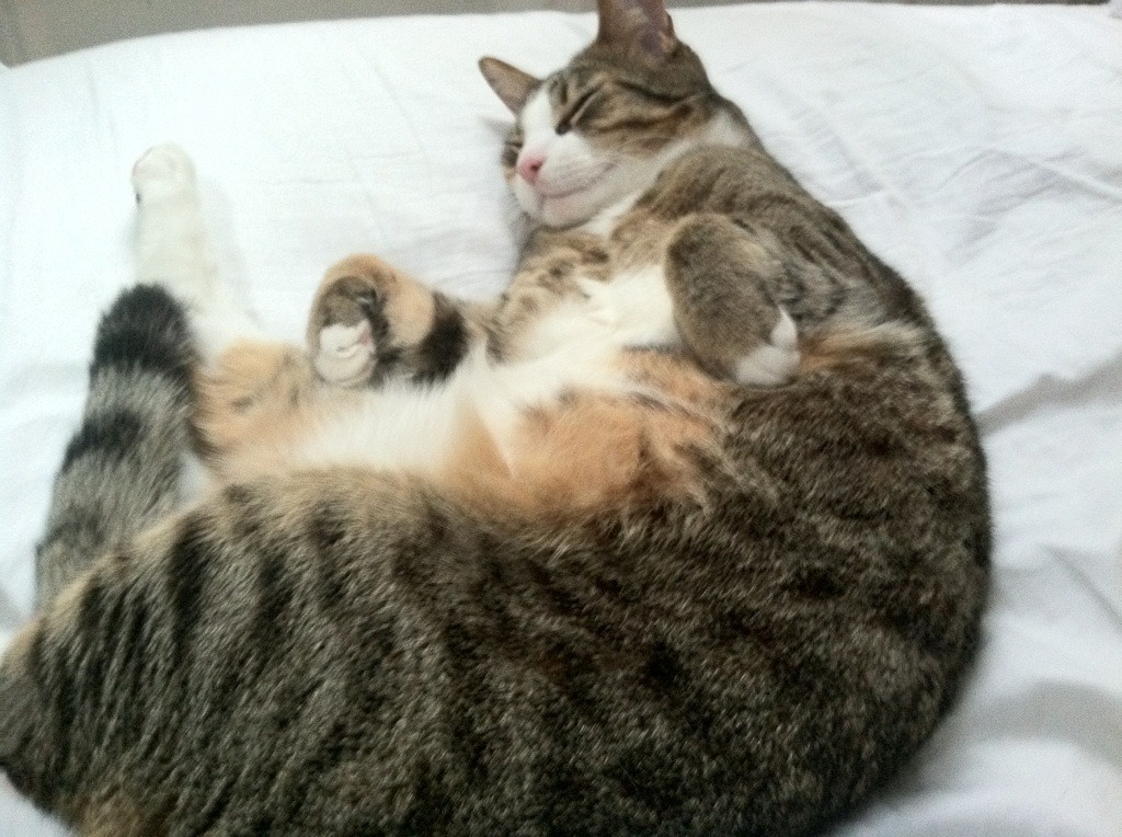 澳大利亚袋鼠队的战略支柱：戴维·帕特森 (David Patterson)，袋鼠在澳大利亚的现状