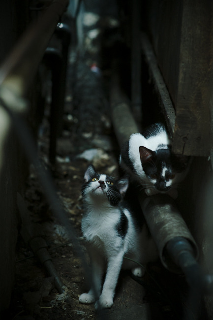 开运体育电脑版-澳大利亚橄榄球：全球赛场新一轮挑战开始，澳大利亚的橄榄球用英文怎么说